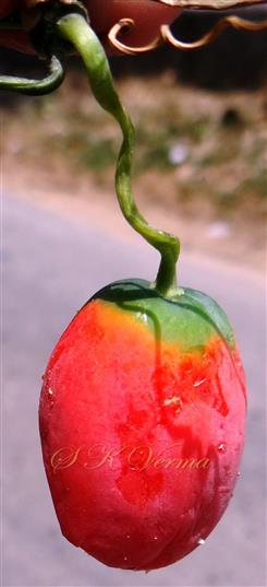 Mature Fruit